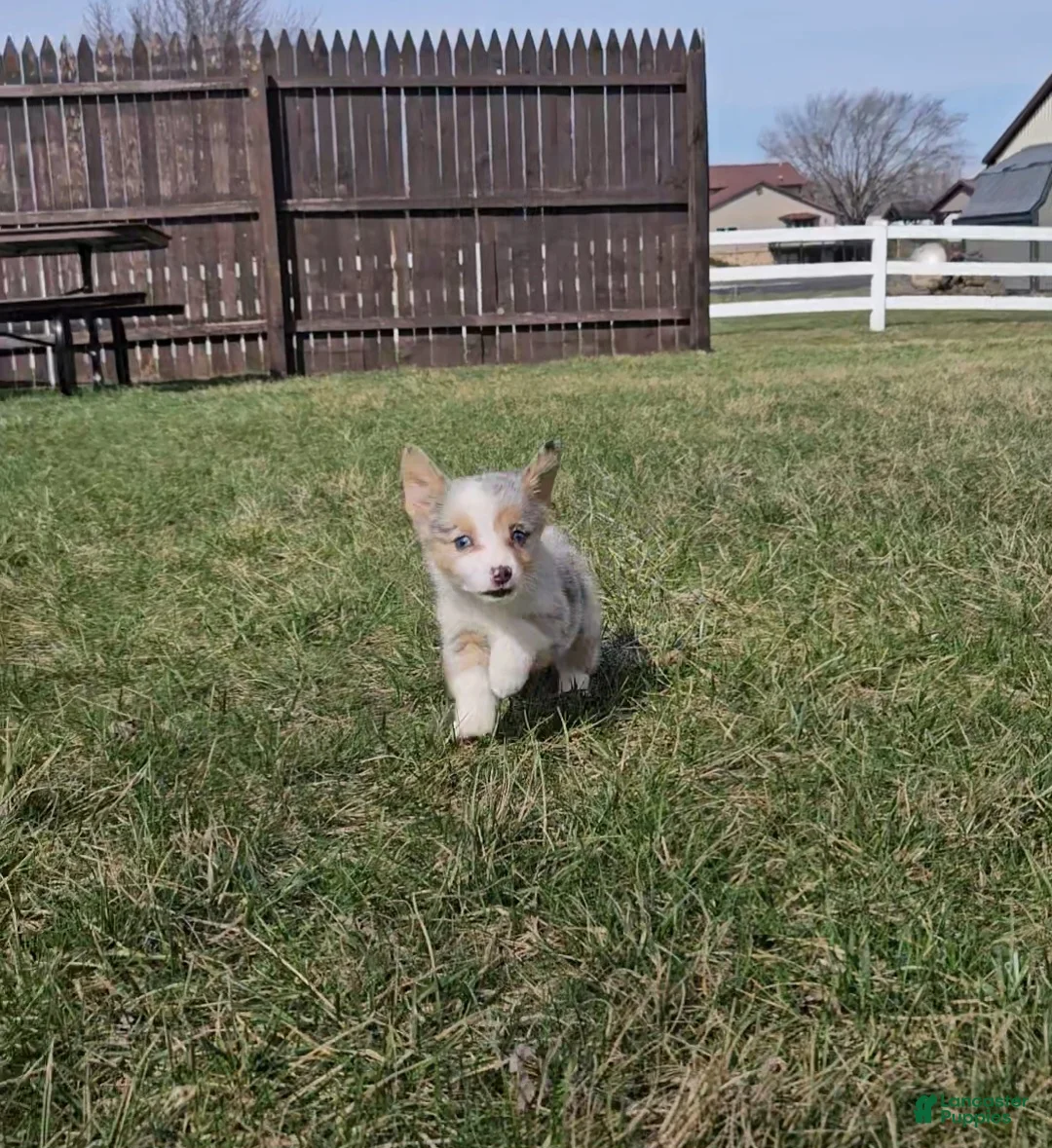 Mixed Breed dogs for sale: Sky - Ad 9