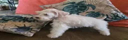Miniature Schnauzer dogs for sale: Henry - Ad 3