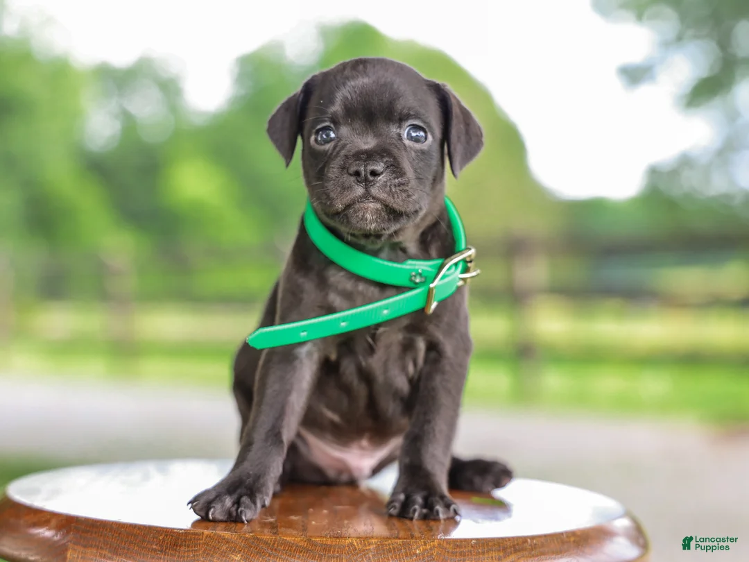 Mixed Breed dogs for sale: Yodel Jug Puppy - Ad 1