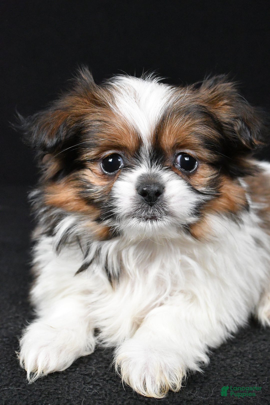 Mixed Breed dogs for sale: Anson - Ad 3