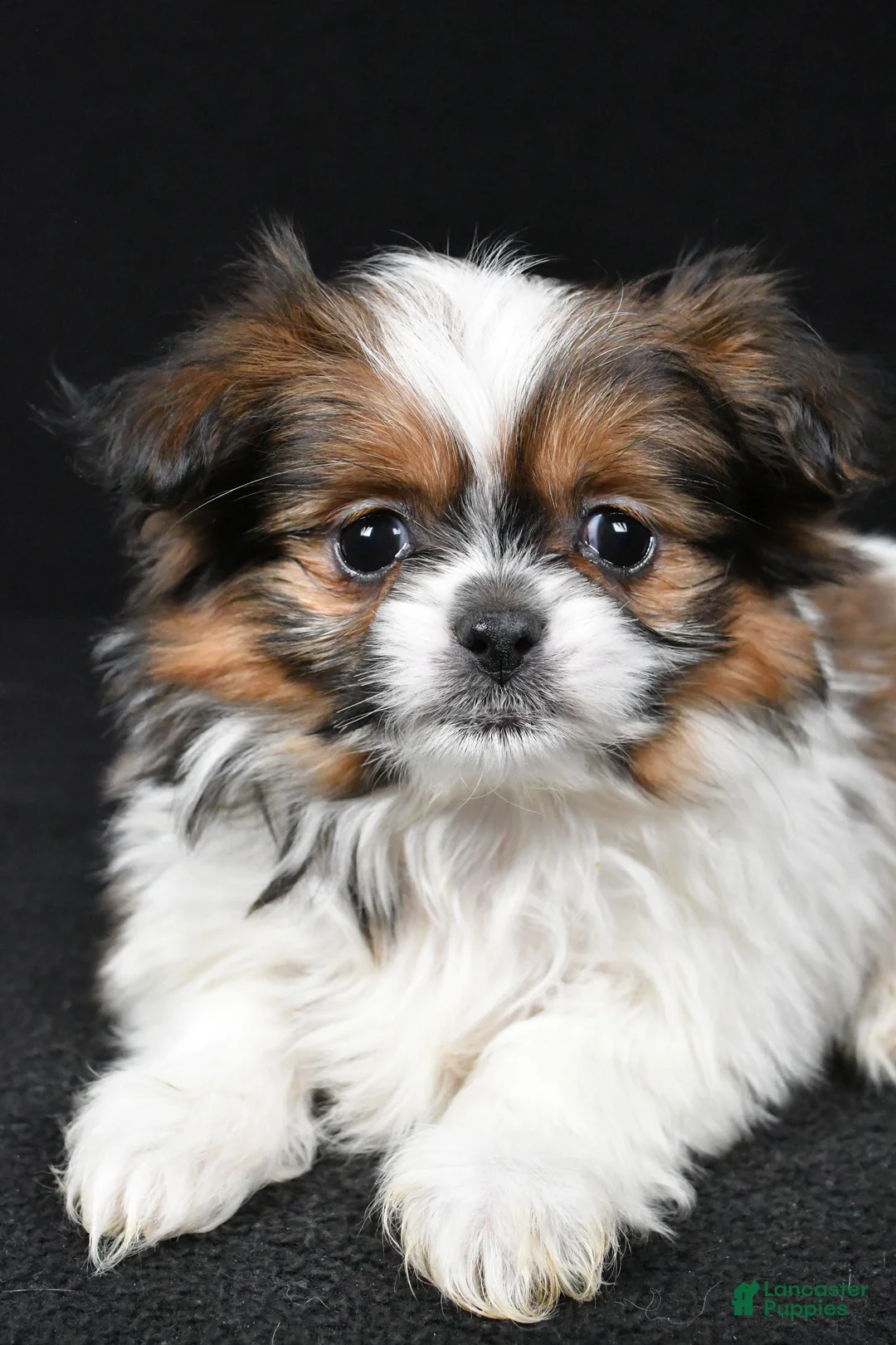 Mixed Breed dogs for sale: Anson - Ad 9