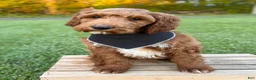 Irish Doodle dogs for sale: Cody - Ad 1
