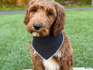 Irish Doodle dogs for sale: Cody - Ad 1
