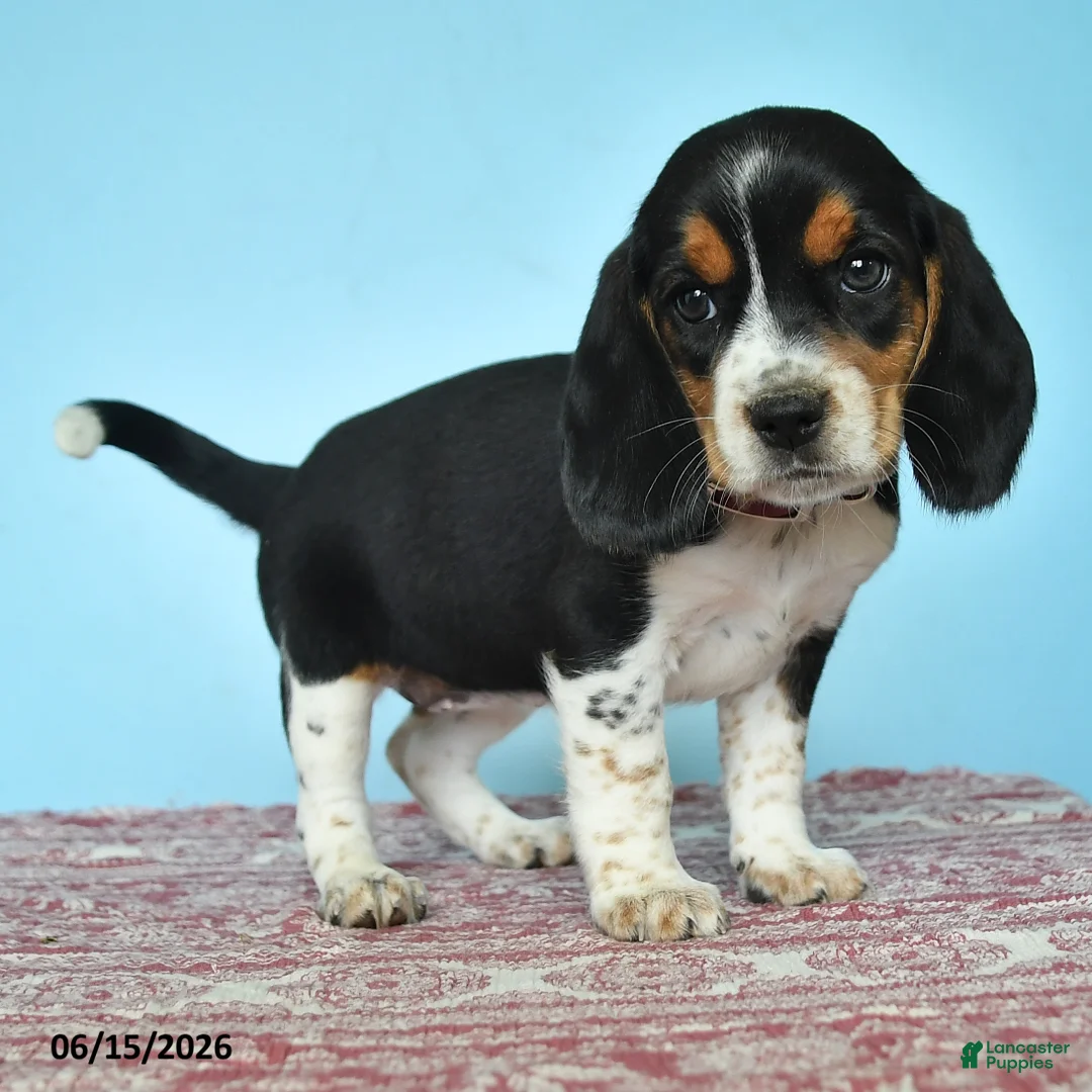 Beagle dogs for sale: Willow - Ad 2