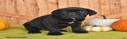 Cane Corso dogs for sale: Blossom - Ad 3