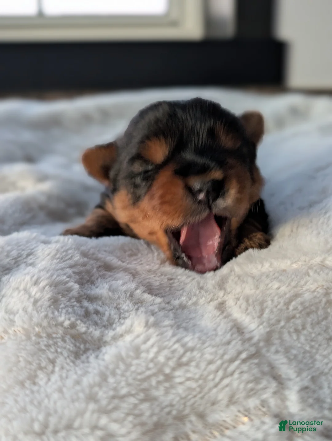 Yorkshire Terrier dogs for sale: Dutchess  - Ad 12