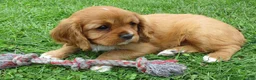 Cavalier King Charles Spaniel dogs for sale: Chloe - Ad 2