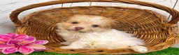 Havanese dogs for sale: Goldy - Ad 3