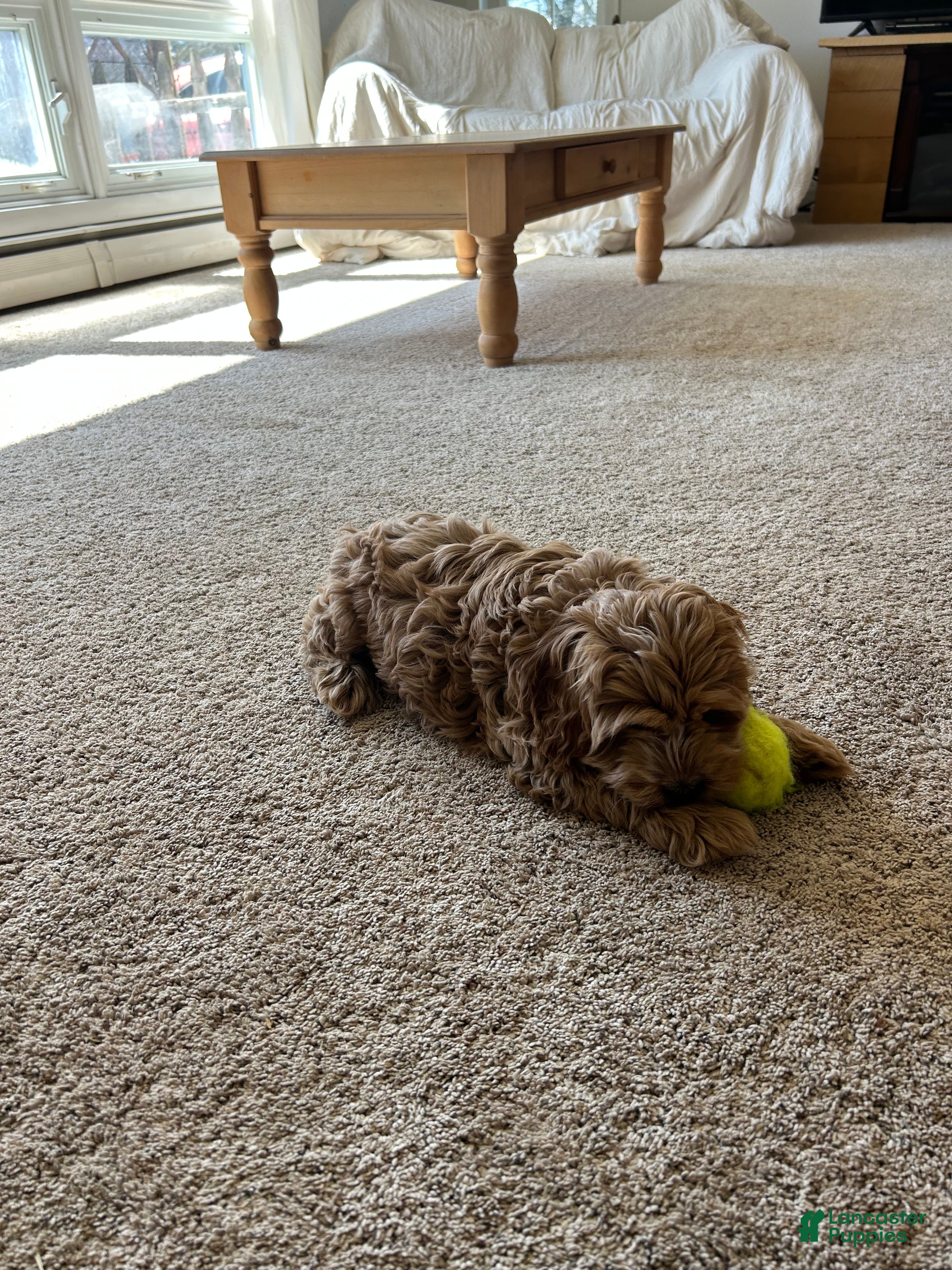 Cockapoo dogs Chip  - Ad 2