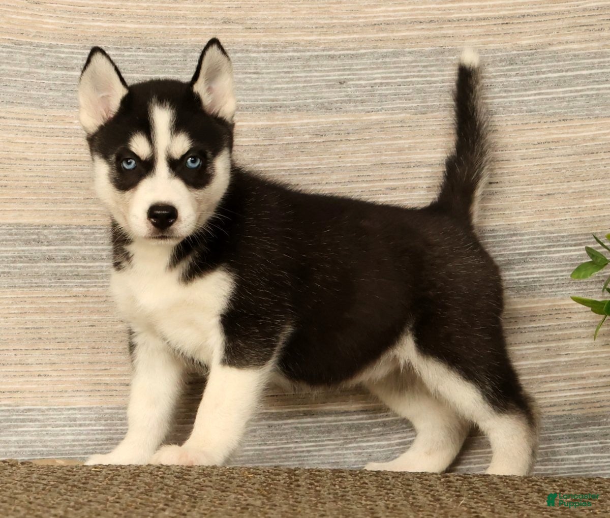 Siberian Husky dogs Molly - Ad 2