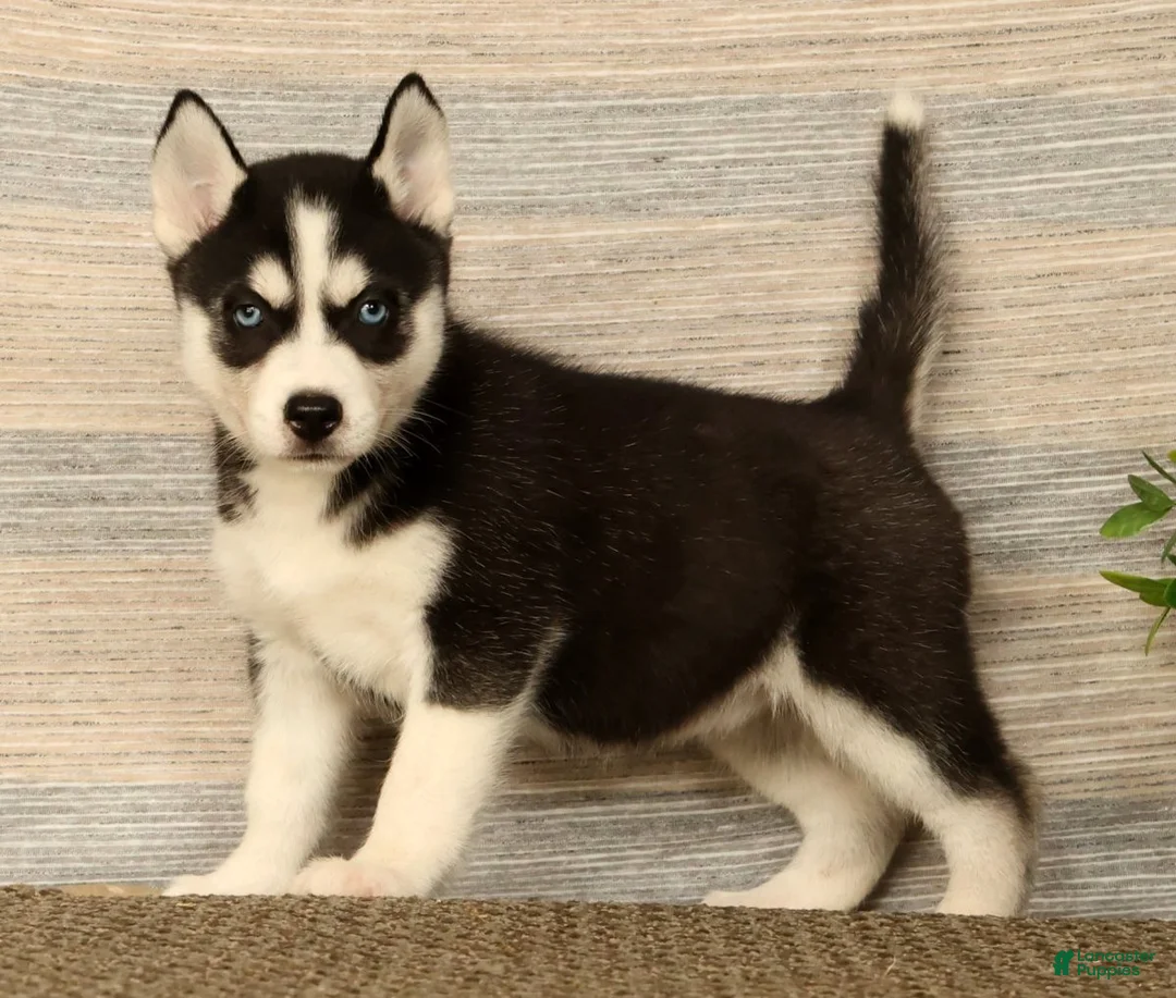 Siberian Husky dogs for sale: Molly - Ad 2