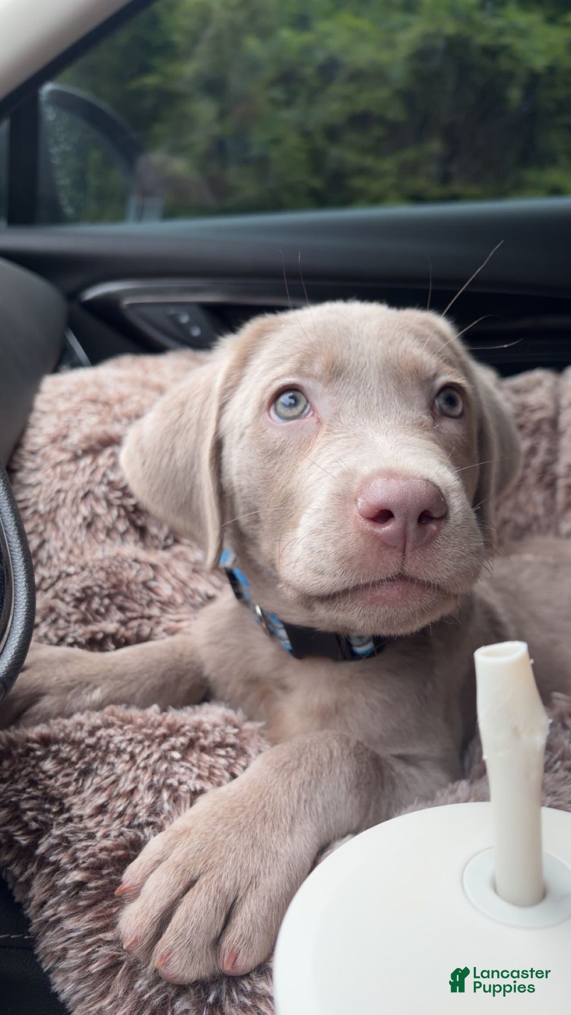 Labrador Retriever dogs Cowboy - Ad 8