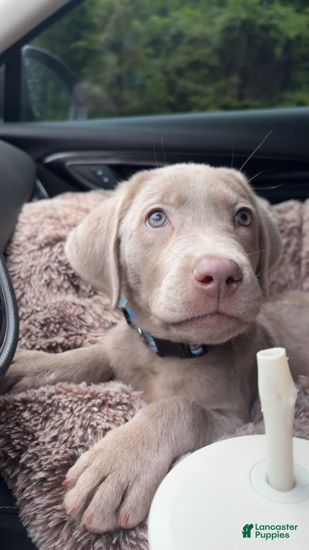 Labrador Retriever dogs for sale: Cowboy - Ad 1