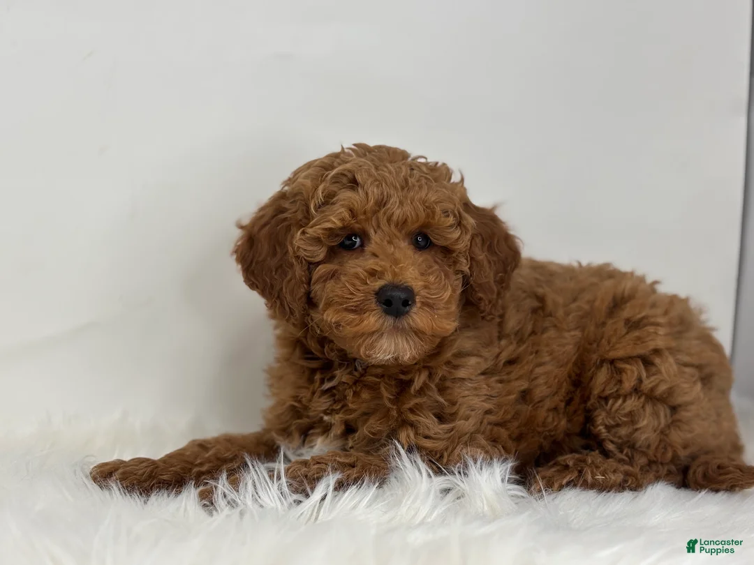 Miniature Poodle dogs for sale: Mark - Ad 3