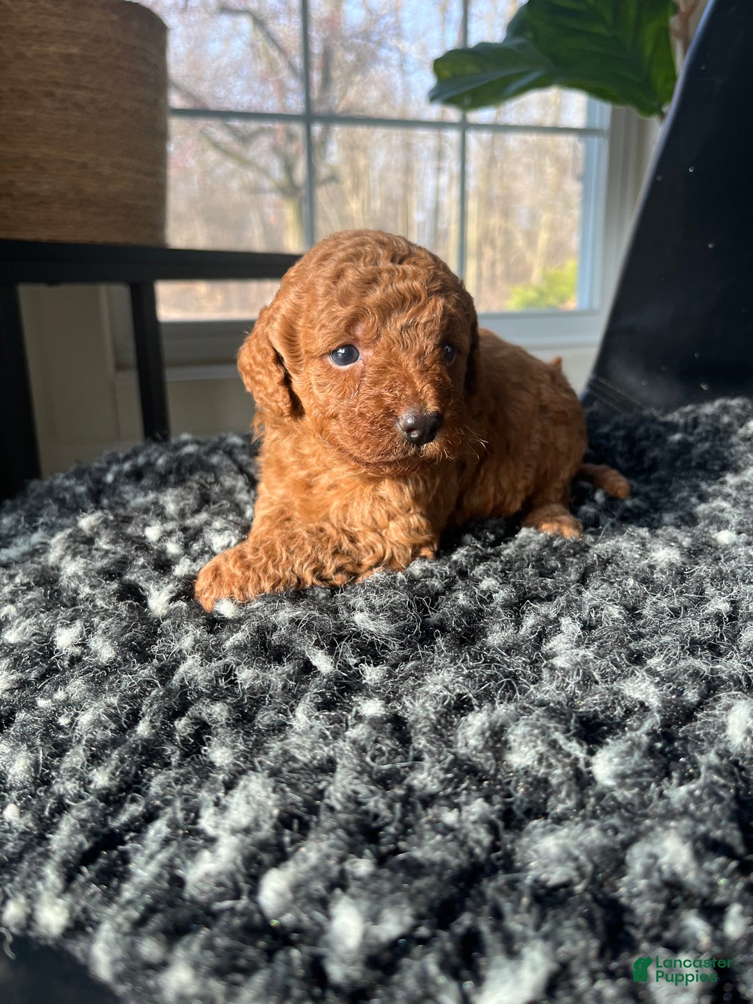 Mini Goldendoodle dogs for sale: Indy-micro - Ad 4