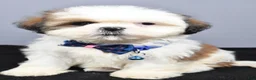 Shih Tzu dogs for sale: Chase - Ad 7