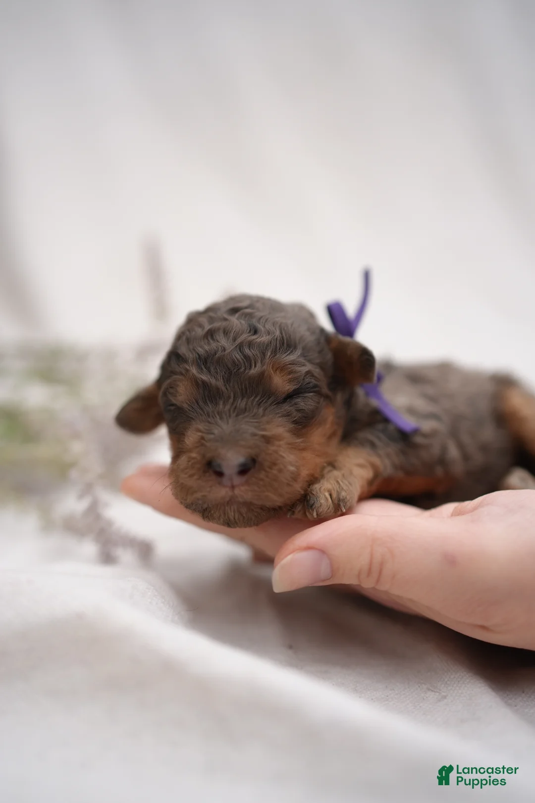 Bernedoodle dogs for sale: Gray Collar - Ad 2