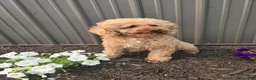 Mini Goldendoodle dogs for sale: Maddy - Ad 5
