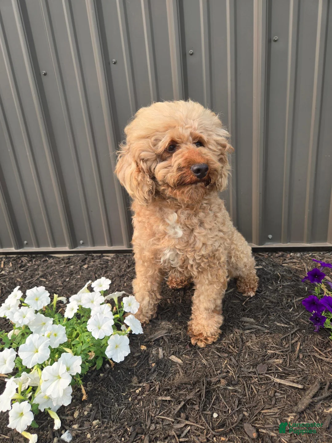 Mini Goldendoodle dogs for sale: Maddy - Ad 5
