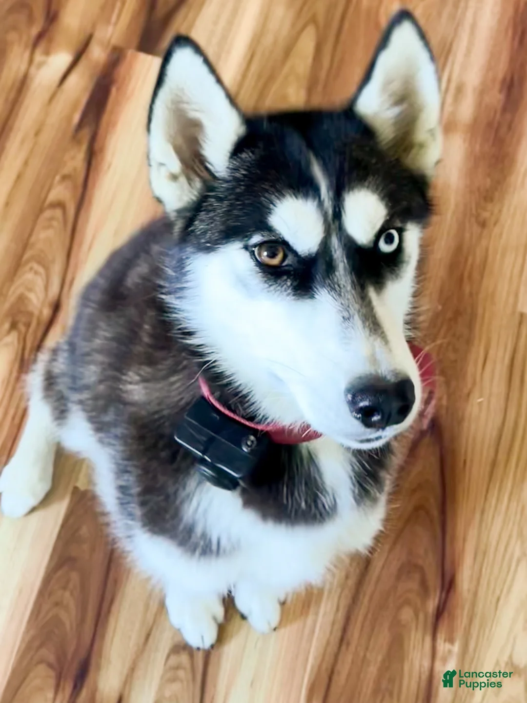 Huskipoo dogs for sale: Teddy Bear - Ad 2