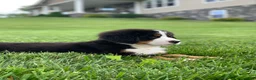 Bernese Mountain Dog dogs for sale: Forrest - Ad 15