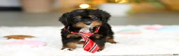 Cavapoo dogs for sale: Charlie - Ad 1