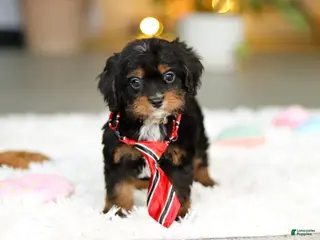 Cavapoo dogs Charlie - Ad 27