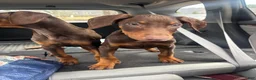 Doberman Pinscher dogs for sale: Honey - Ad 16