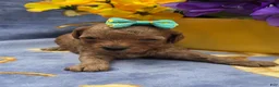 Cavapoo dogs for sale: Tropical  - Ad 2