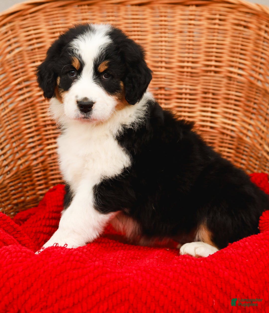 Aussiedoodle dogs for sale: Rose Standard - Ad 2