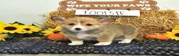 Welsh Corgi Pembroke dogs for sale: Tootsie - Ad 4