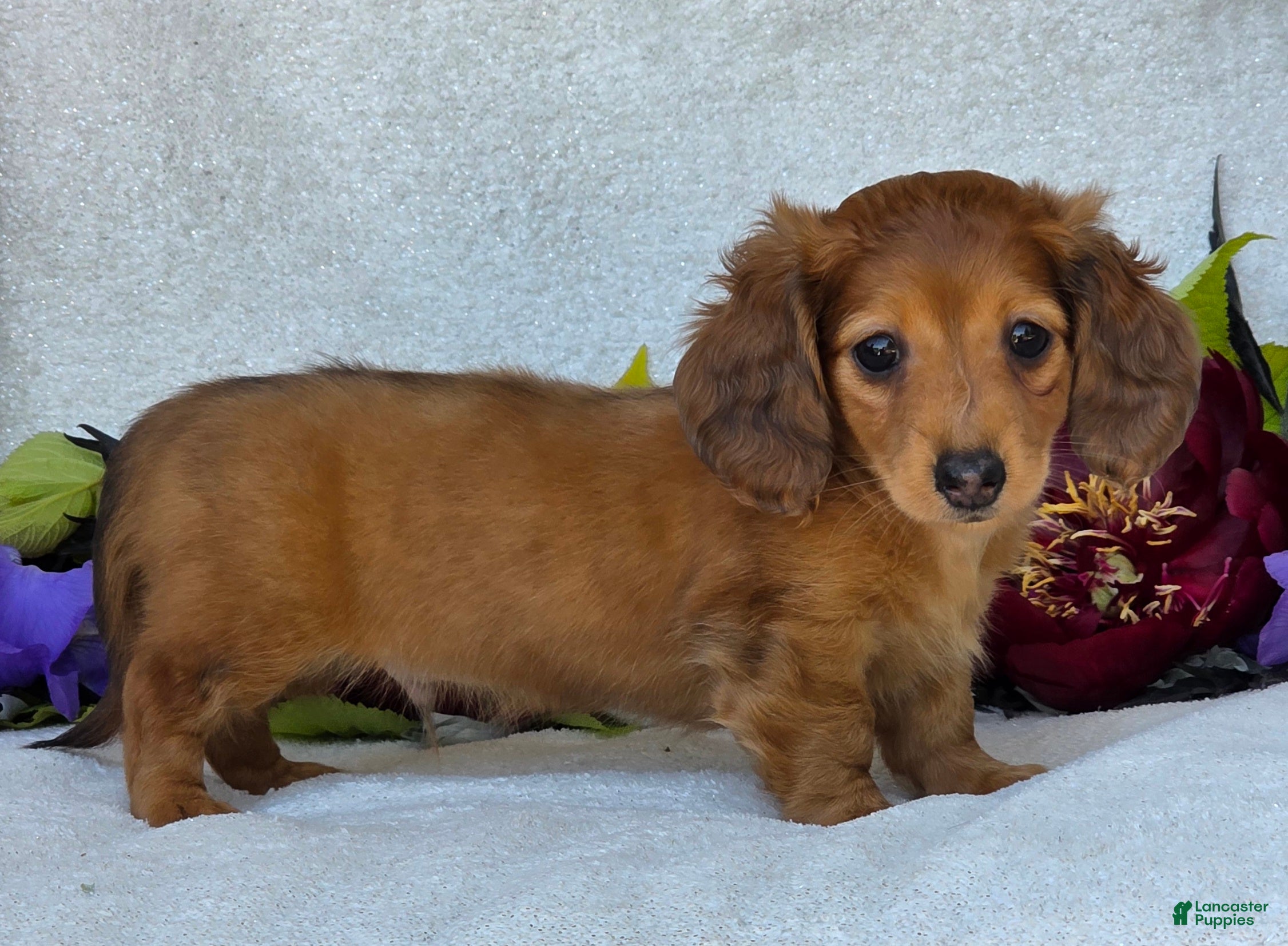 Miniature Dachshund dogs for sale: Lando - Ad 4