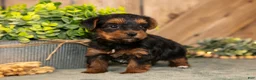 Yorkshire Terrier dogs for sale: Flora - Ad 1