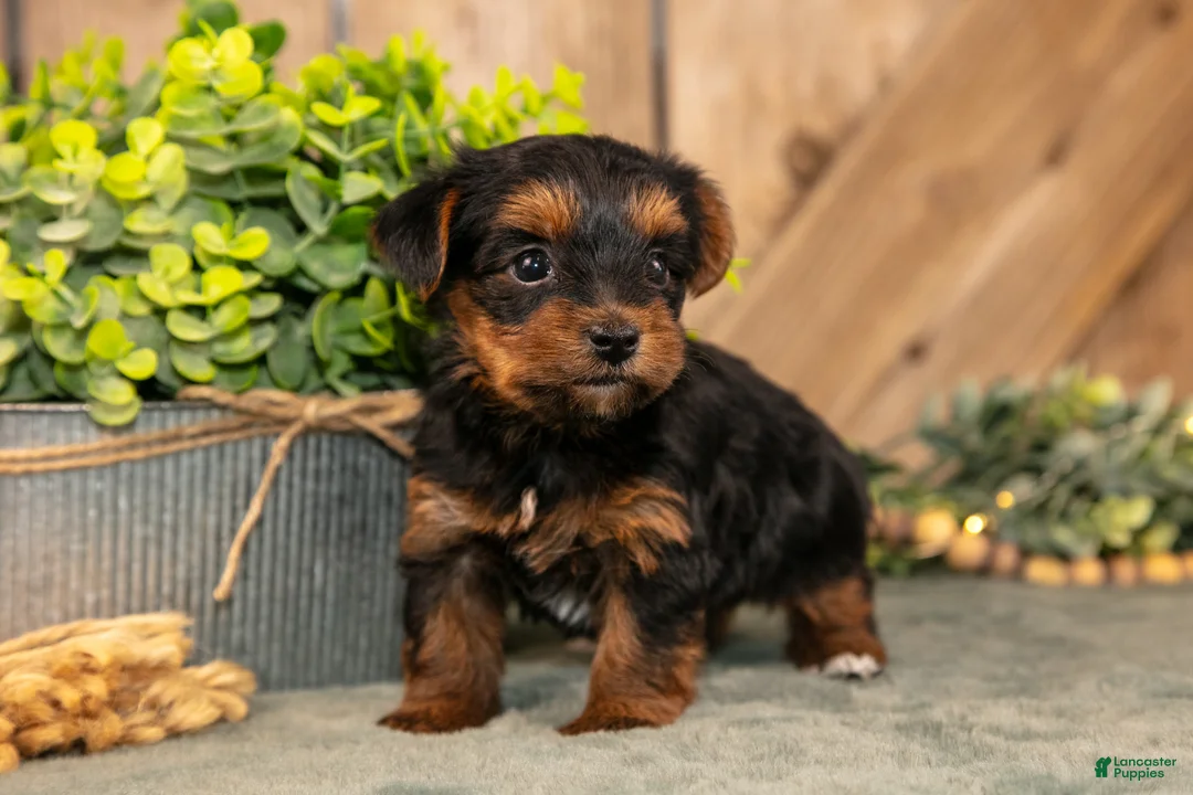 Yorkshire Terrier dogs for sale: Flora - Ad 1