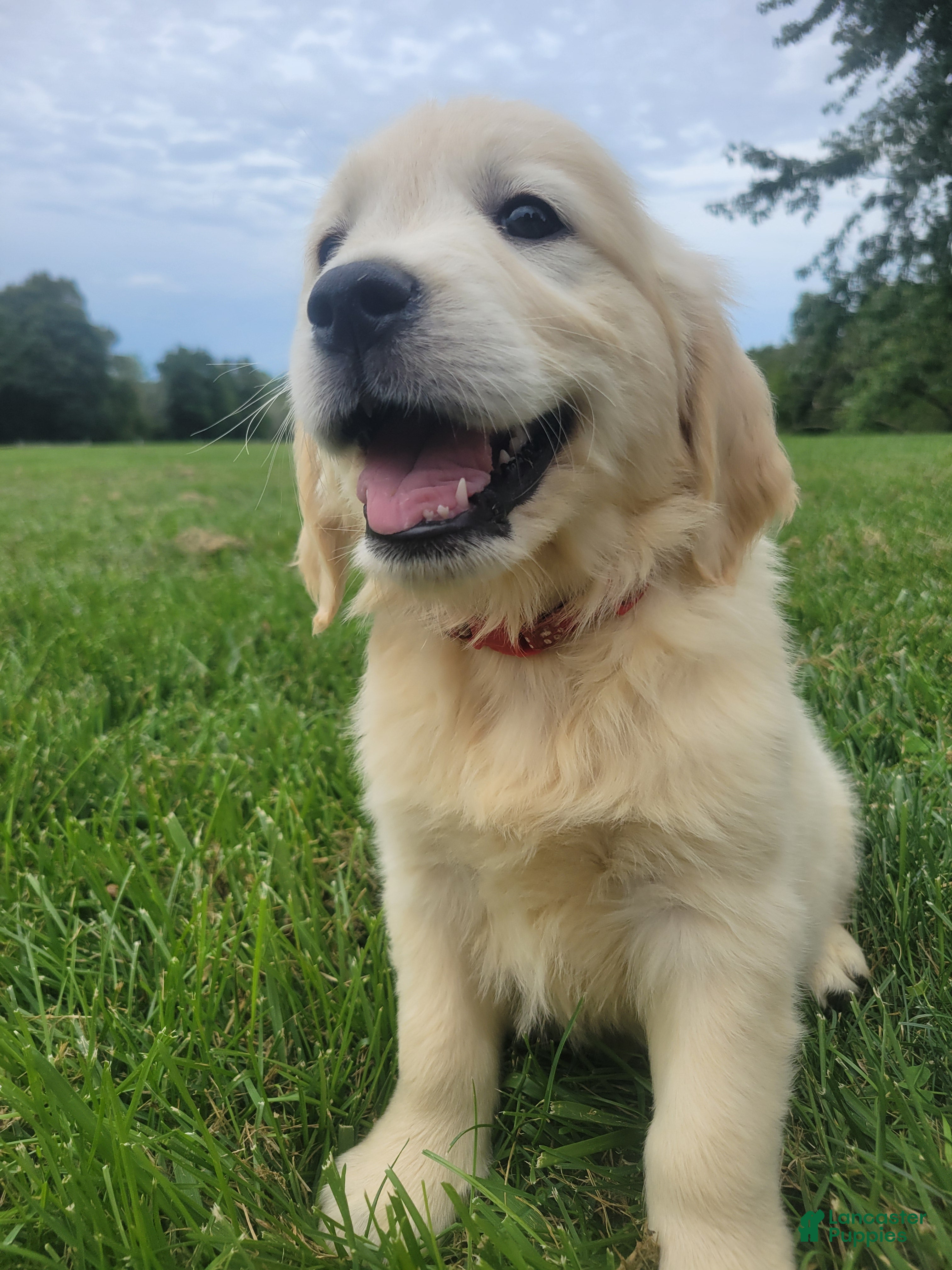 Golden Retriever dogs  Champion Sired, Coca-Cola - Ad 17