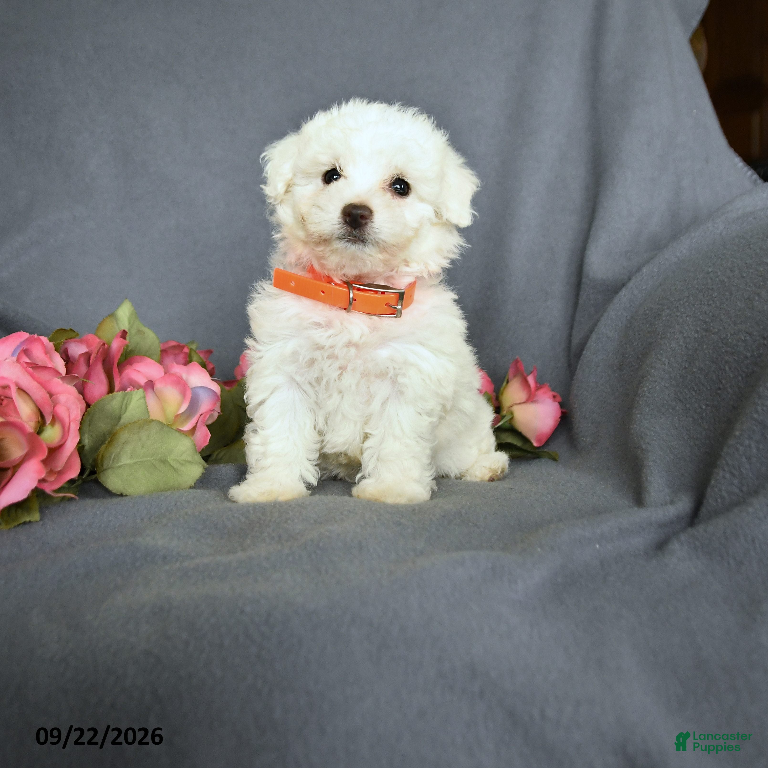Bichon Frise dogs for sale: Lily - Ad 4