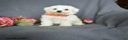 Bichon Frise dogs for sale: Lily - Ad 1