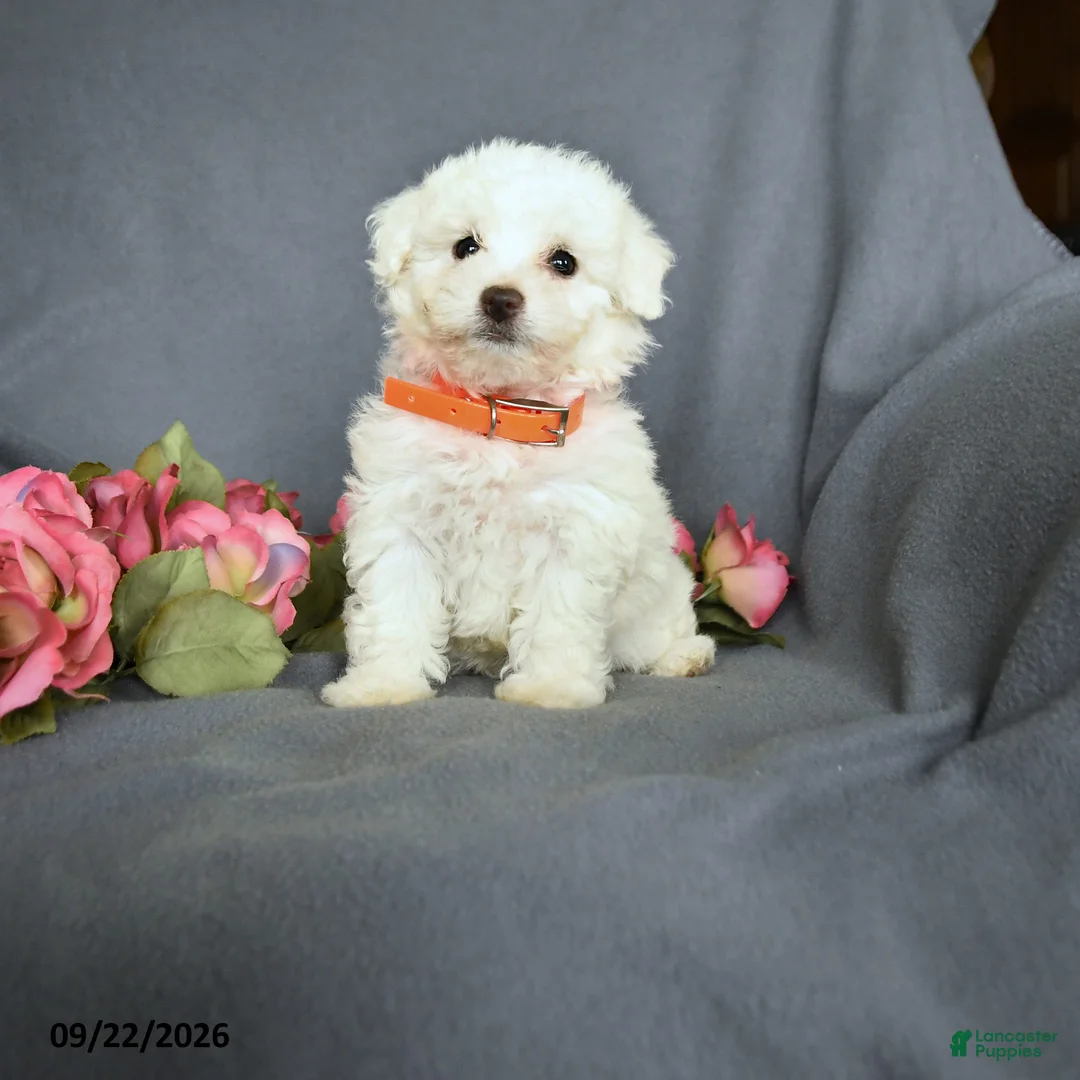 Bichon Frise dogs for sale: Lily - Ad 1