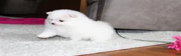 Pomeranian dogs for sale: Emmy - Ad 8