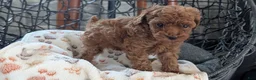 Toy Poodle dogs for sale: Waneta - Ad 7