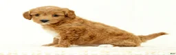 Mini Goldendoodle dogs for sale: Lexie - Ad 2