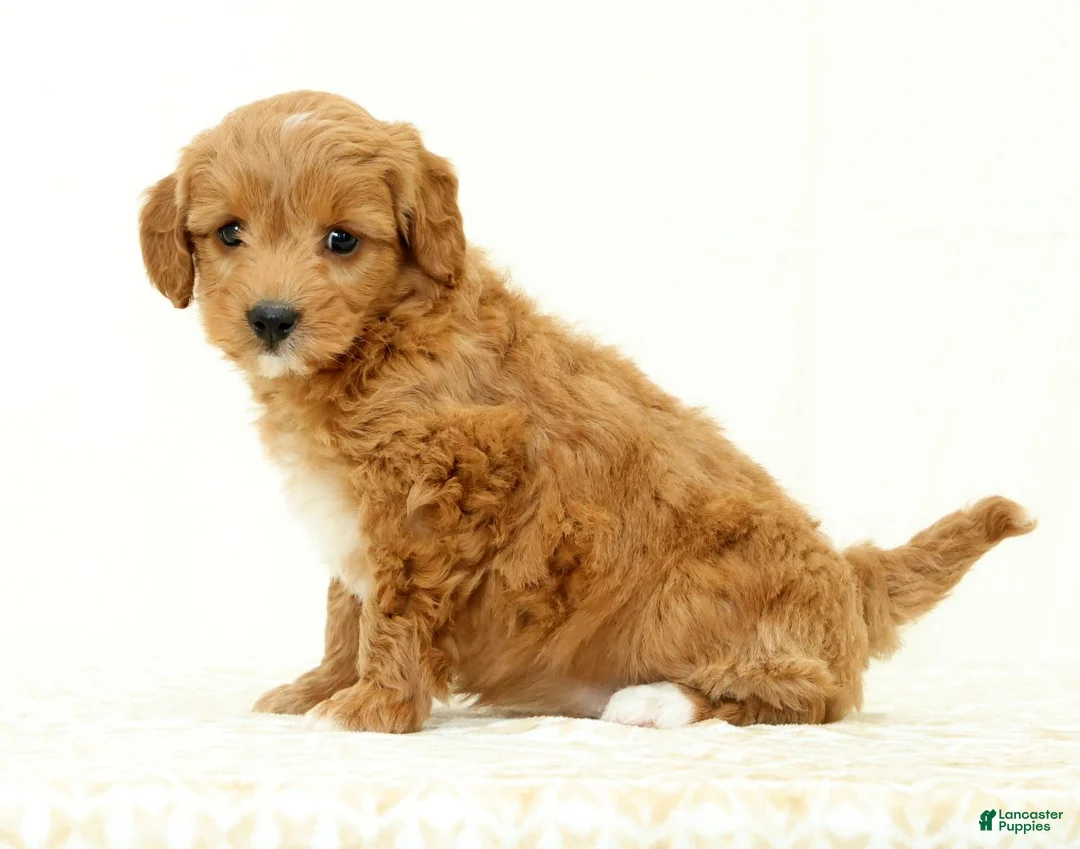 Mini Goldendoodle dogs for sale: Lexie - Ad 2