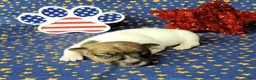 Jack Russell Terrier dogs for sale: CKC "Roxi" delivery available  - Ad 2