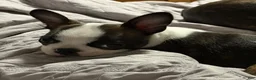 Boston Terrier dogs for sale: Jesse  - Ad 3