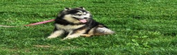 Pomsky dogs for sale: Buster - Ad 4