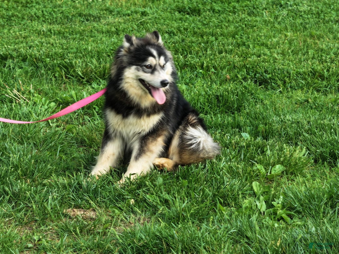 Pomsky dogs for sale: Buster - Ad 4