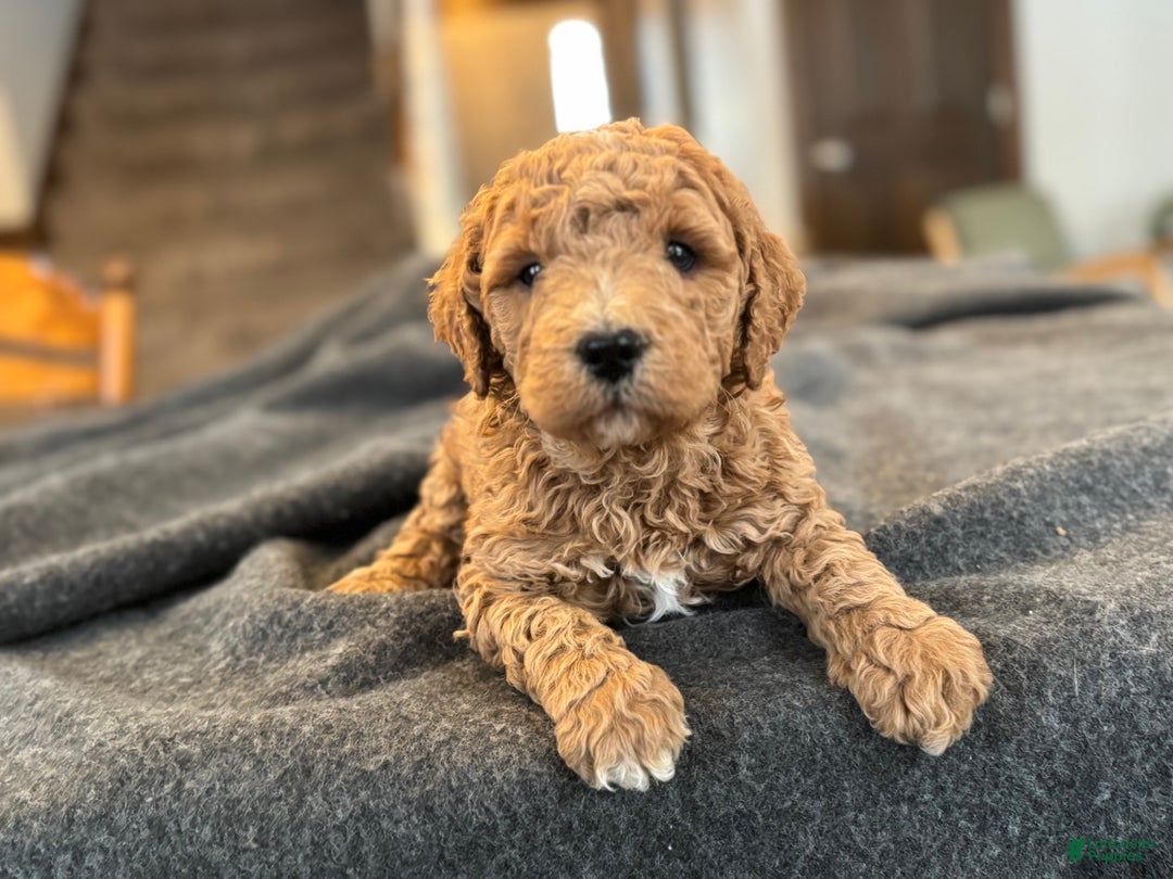 Goldendoodle dogs for sale: Mojo - Ad 2