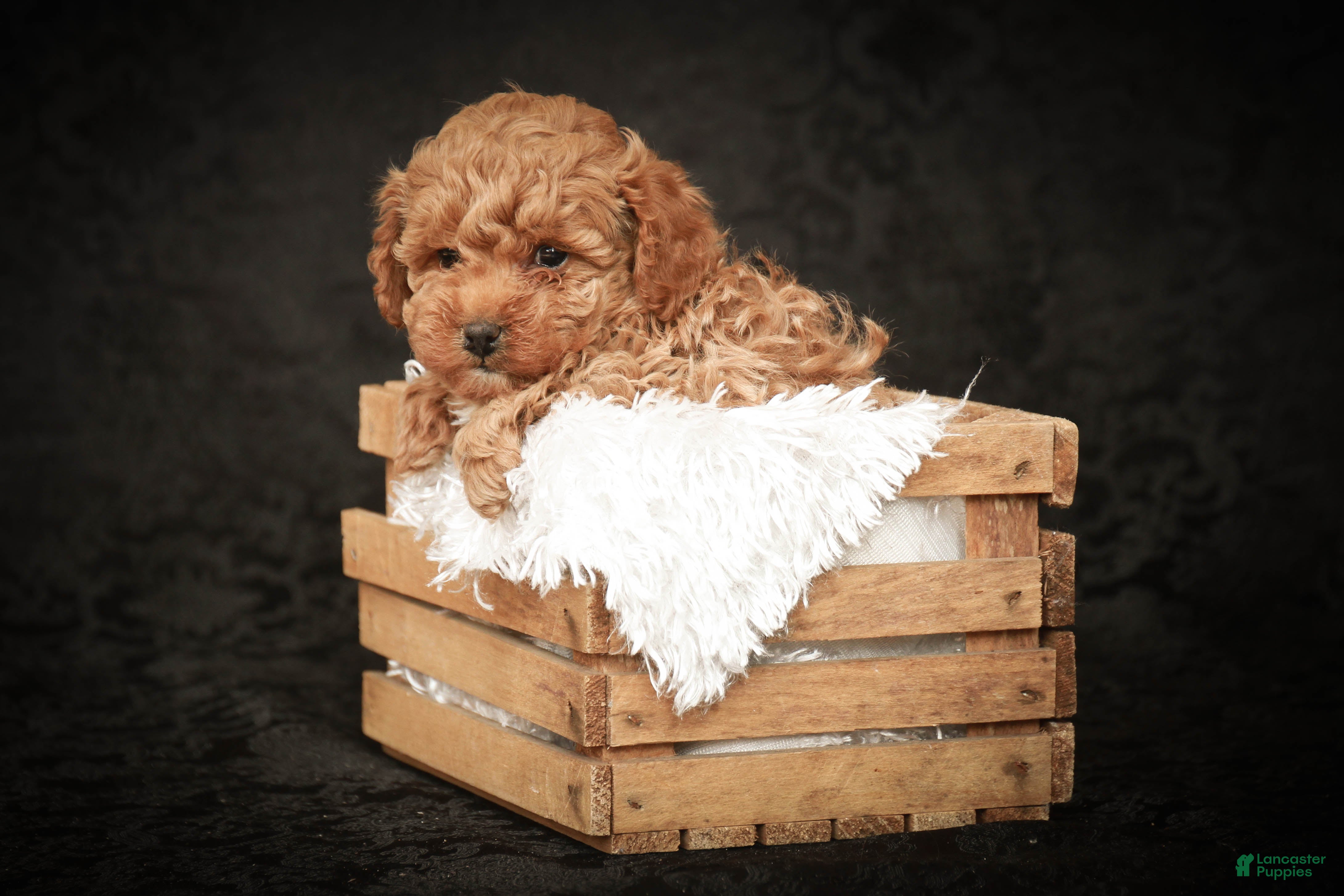 Toy Poodle dogs Max - Ad 1