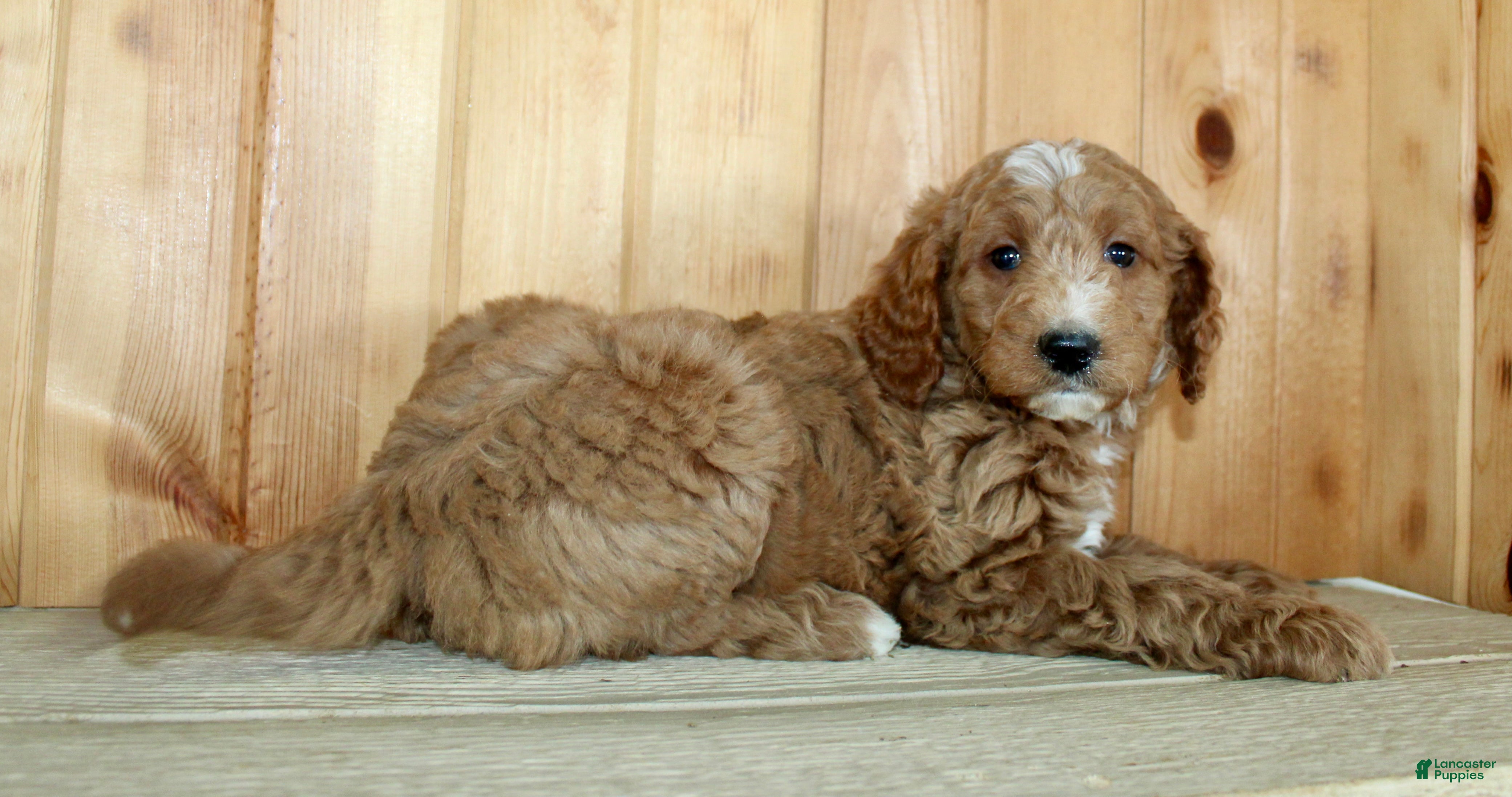 Mini Goldendoodle dogs Ginger - Ad 2