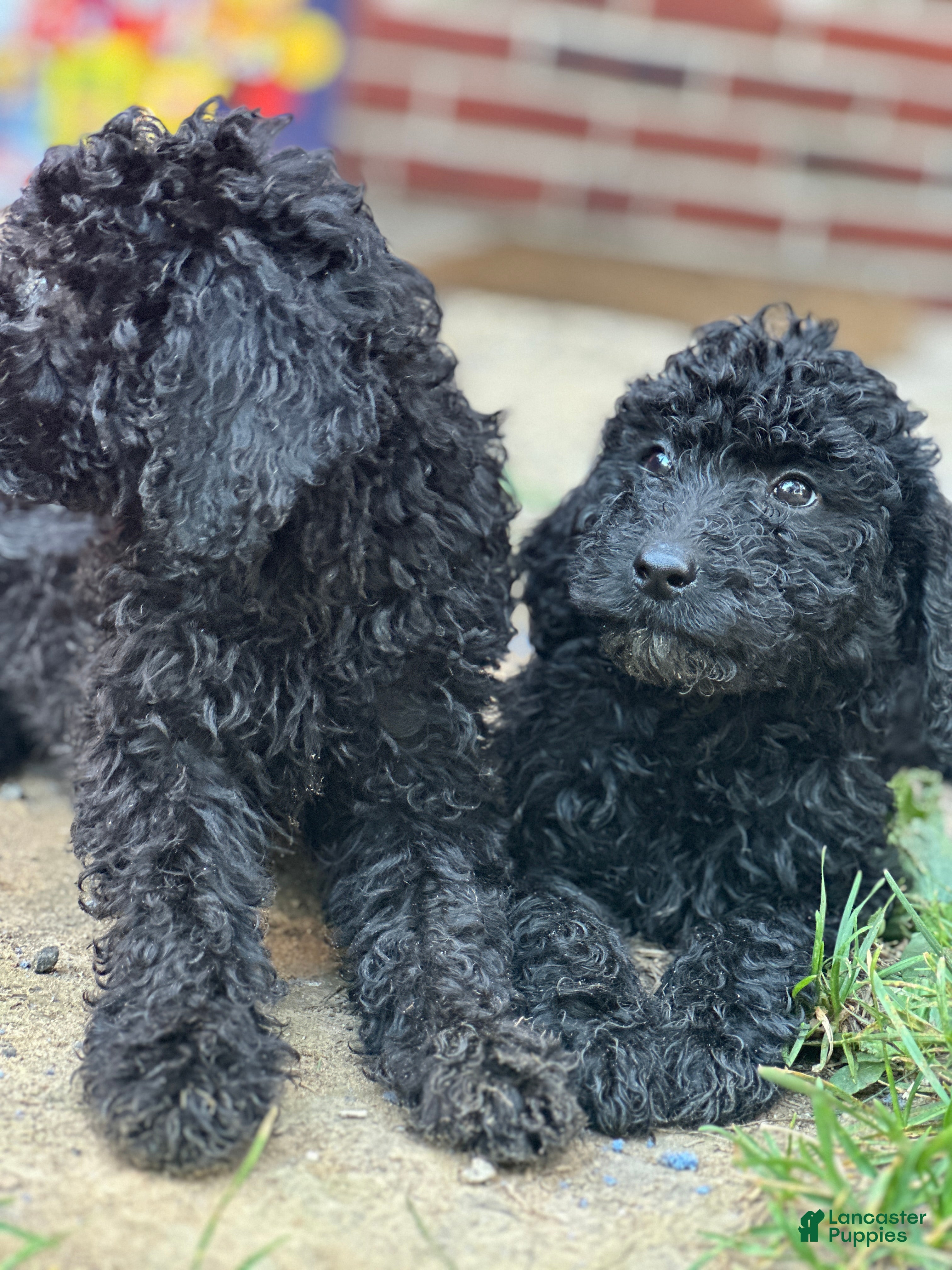 Standard Poodle dogs Standard Poodle Puppy 1 - Ad 36